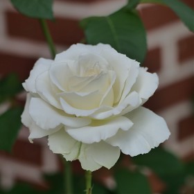 [GH5, 50-200, 15.7] White Rose