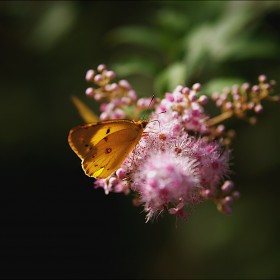 [sd Quattro + A50-100mm F1.8] Ʈ ... [BGM]