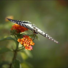 [sd Quattro, A50-100mm F1.8] Ʈ .