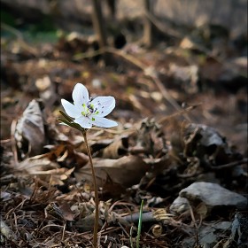 [ڵ , ٶ] Serenade To Spring... (BGM)