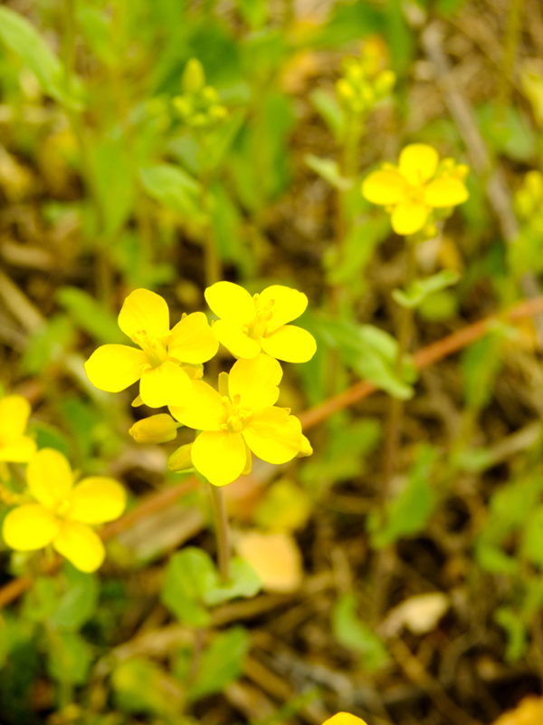 [s200exr] Yellow 후지필름 Talk